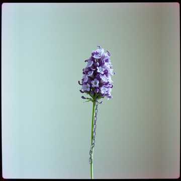 Lavender Guns & Daisy Chains Ft. Dem Bois